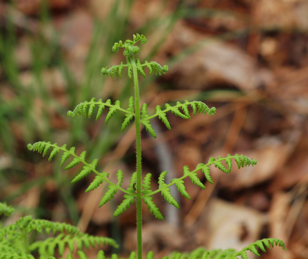 Fern in unfolding growth.