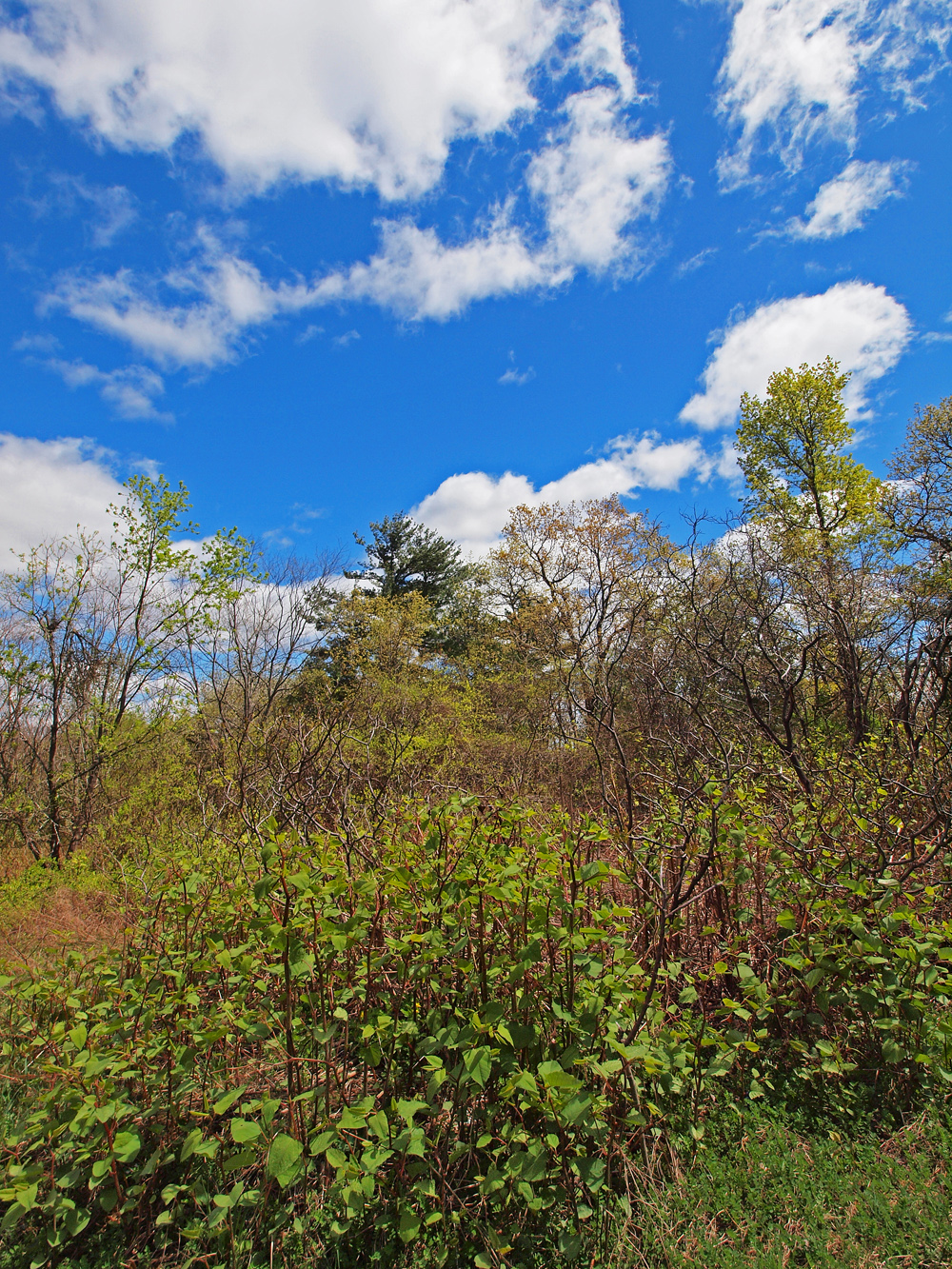 Prospect Hill Flora