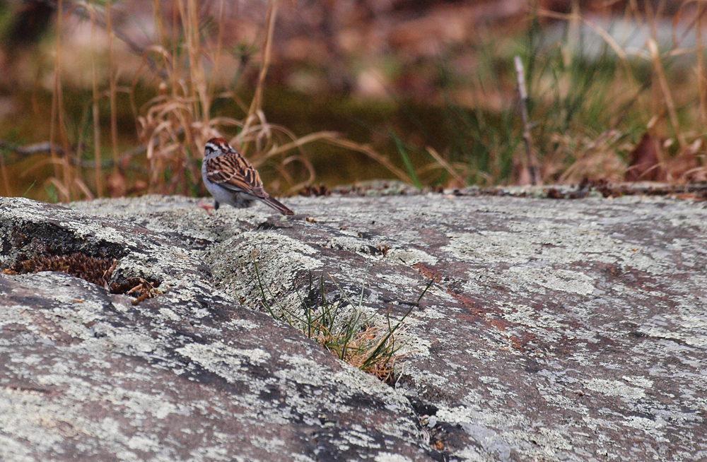 Tree Sparrow