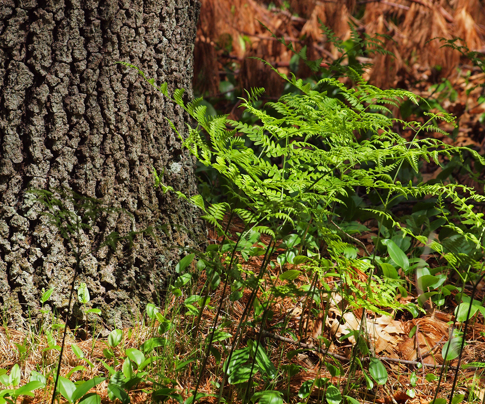 Ferns and bark