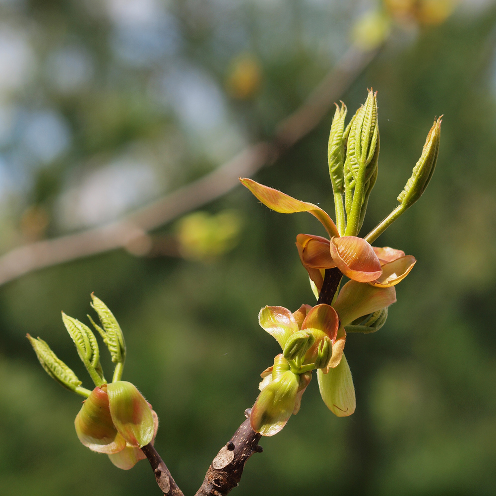 A leaf bud