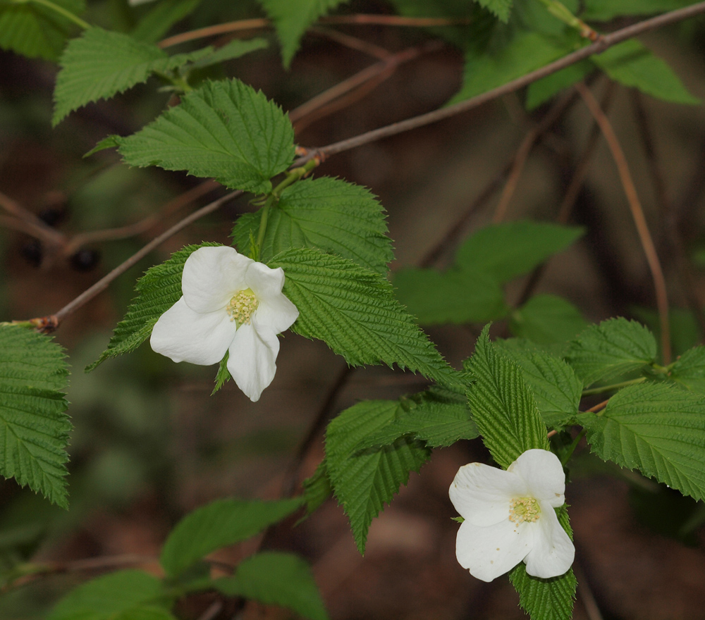 Wild Vine