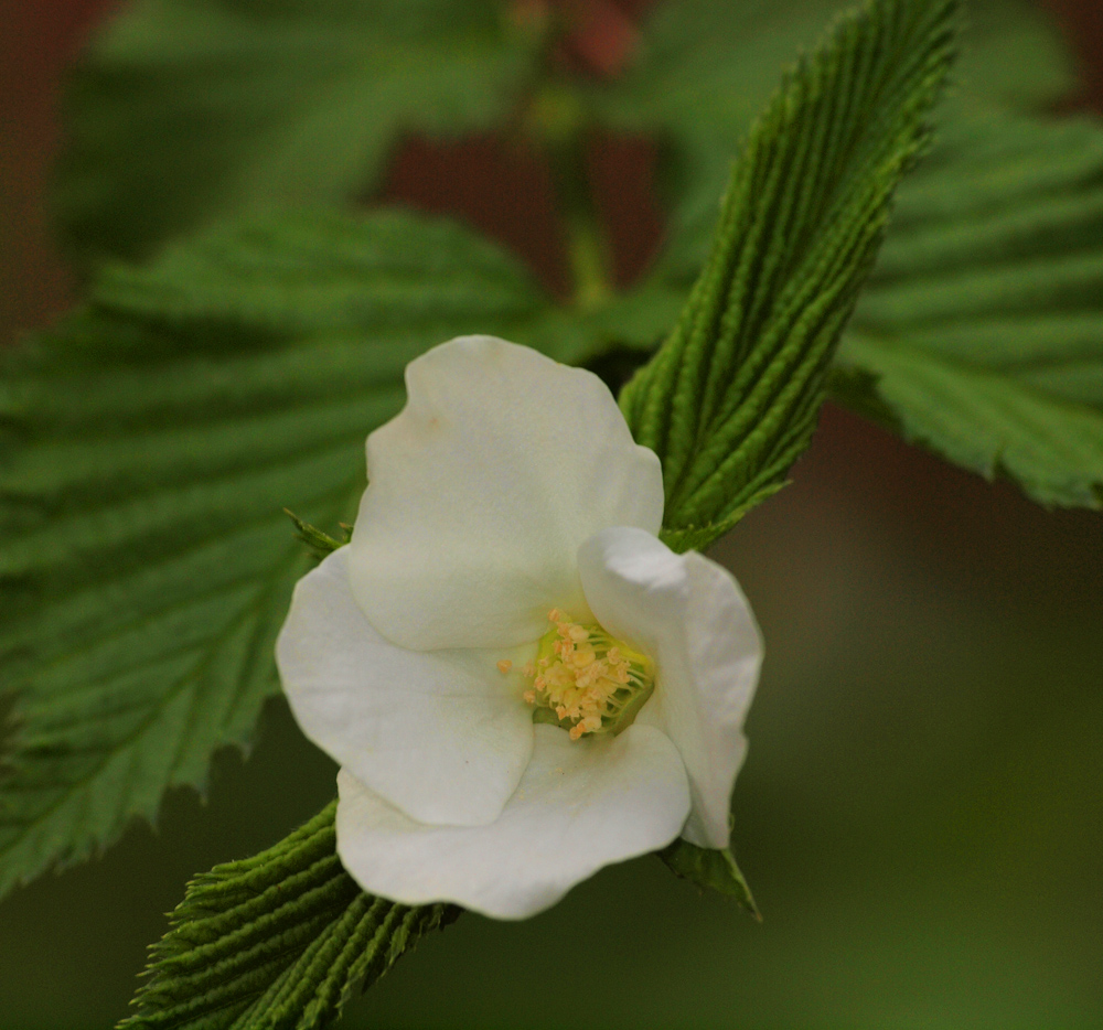 Wild Vine