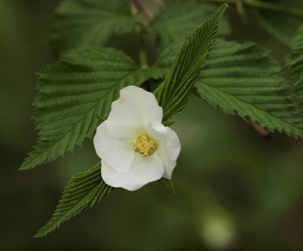 Wild Vine