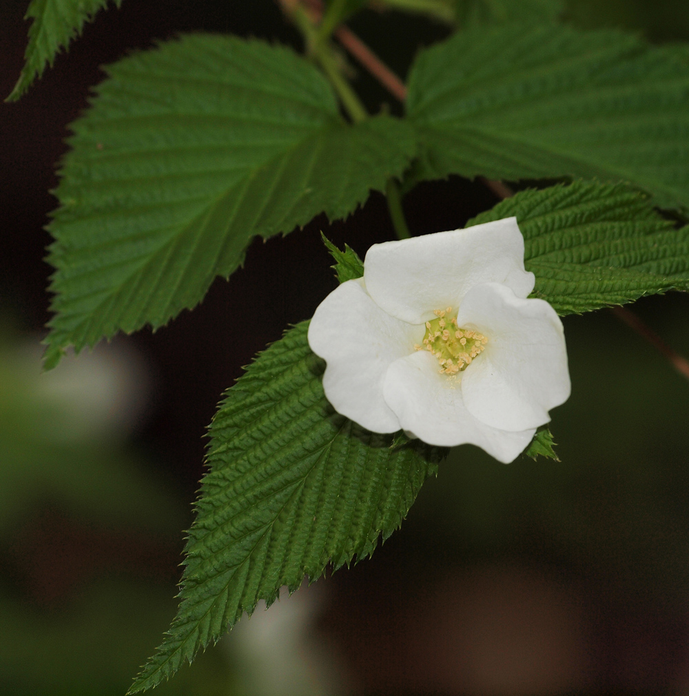 Wild Vine