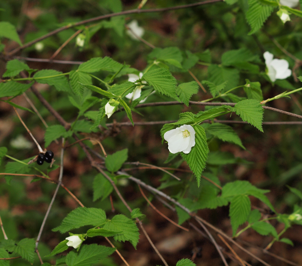Wild Vine