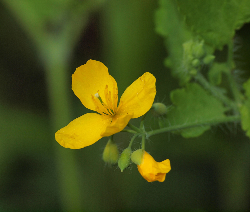Celandine flower