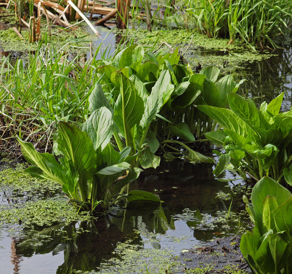 Wetland plants