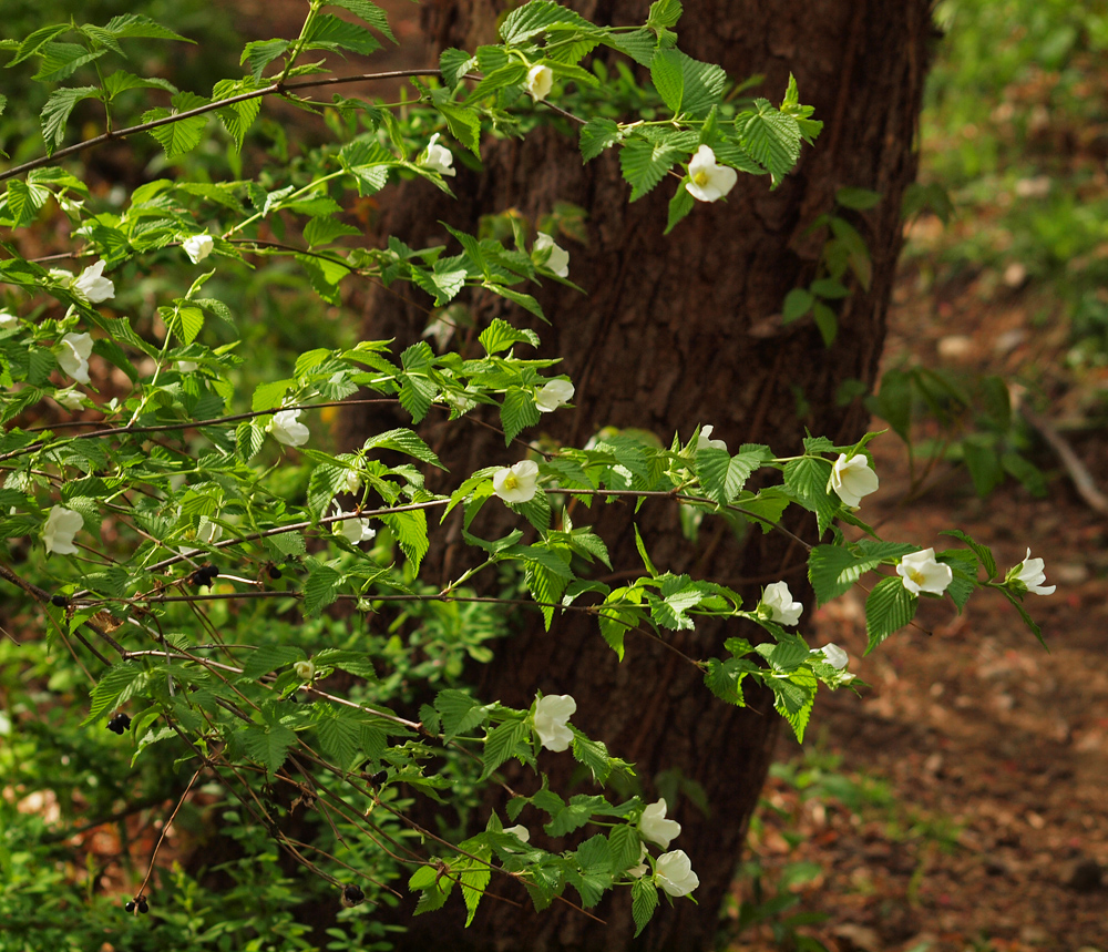 Wild Vine
