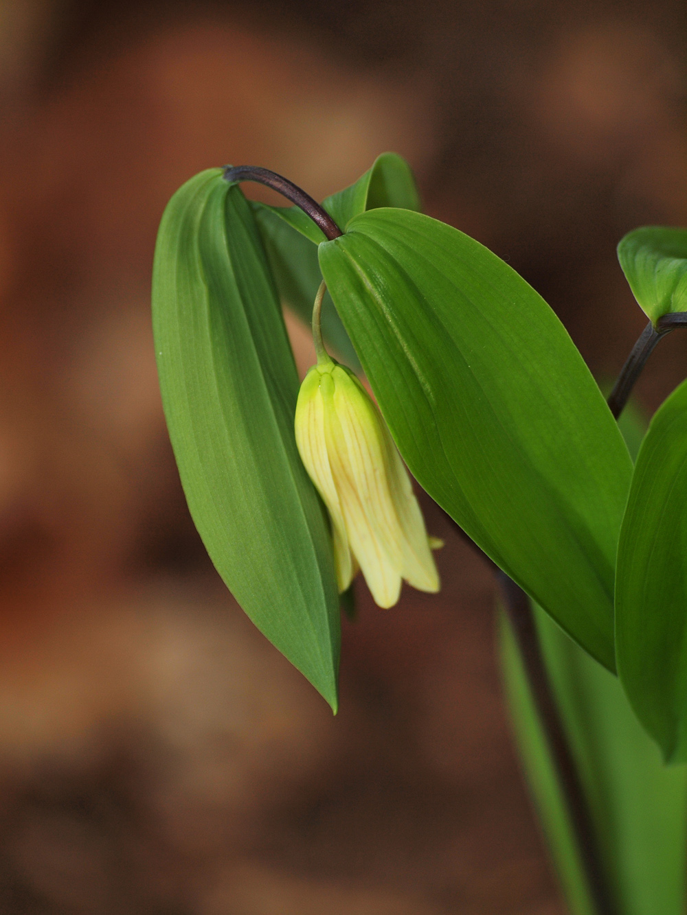 Sessile Bellwort