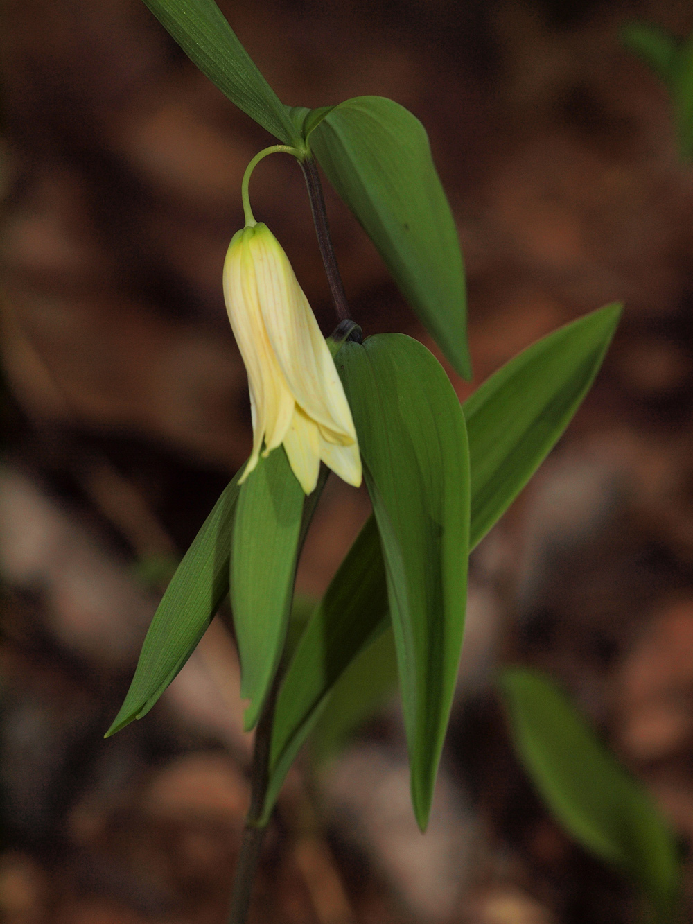 Sessile Bellwort