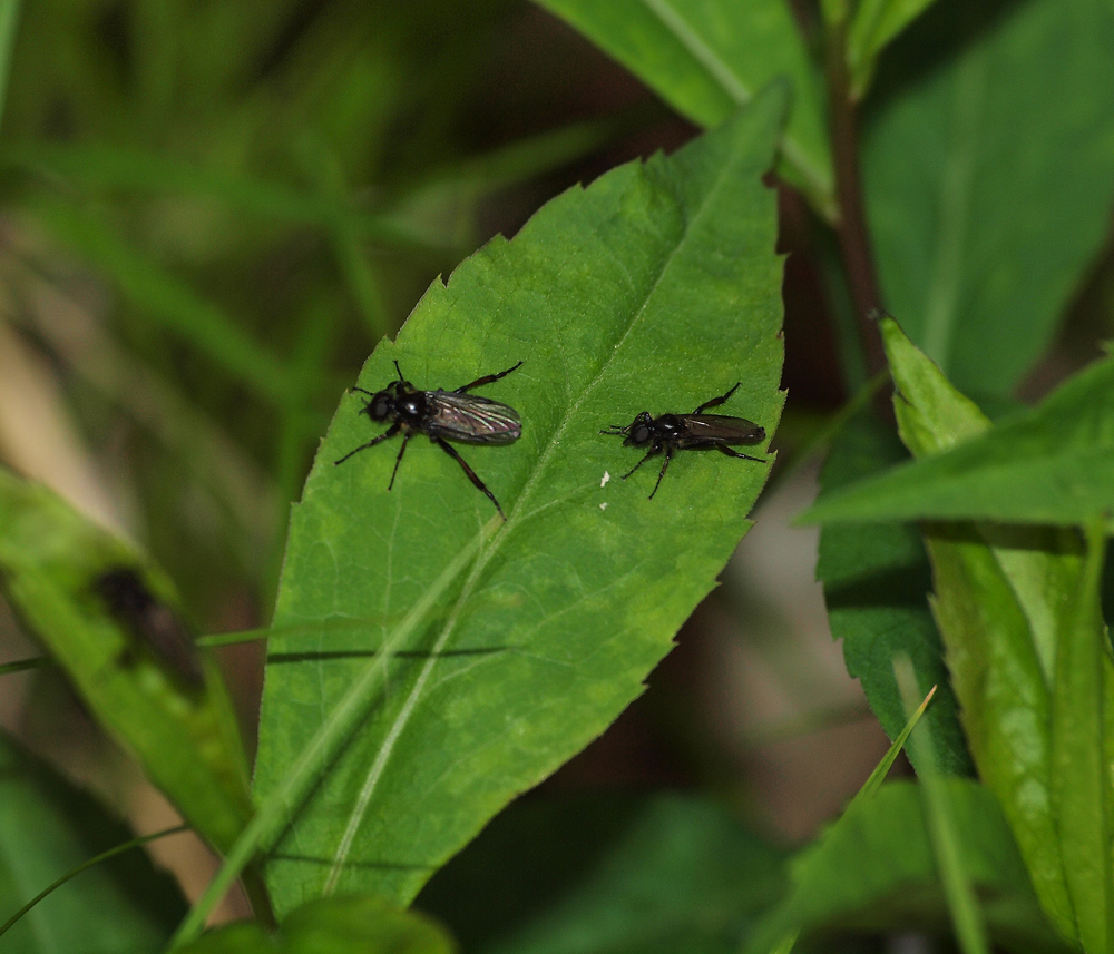 Flies on a leaf