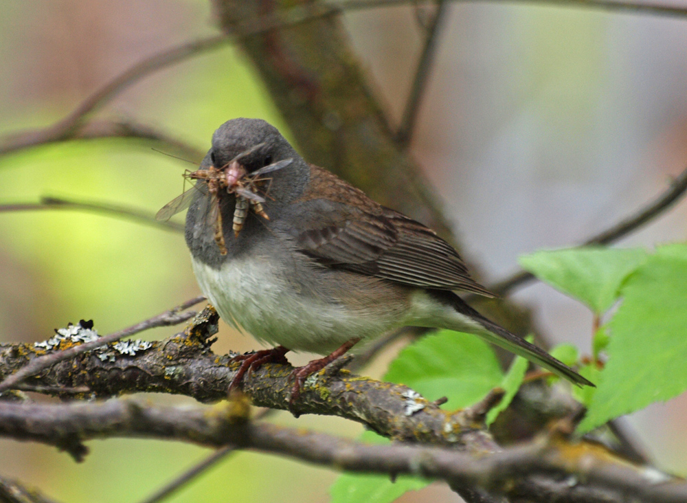 Junco with fly