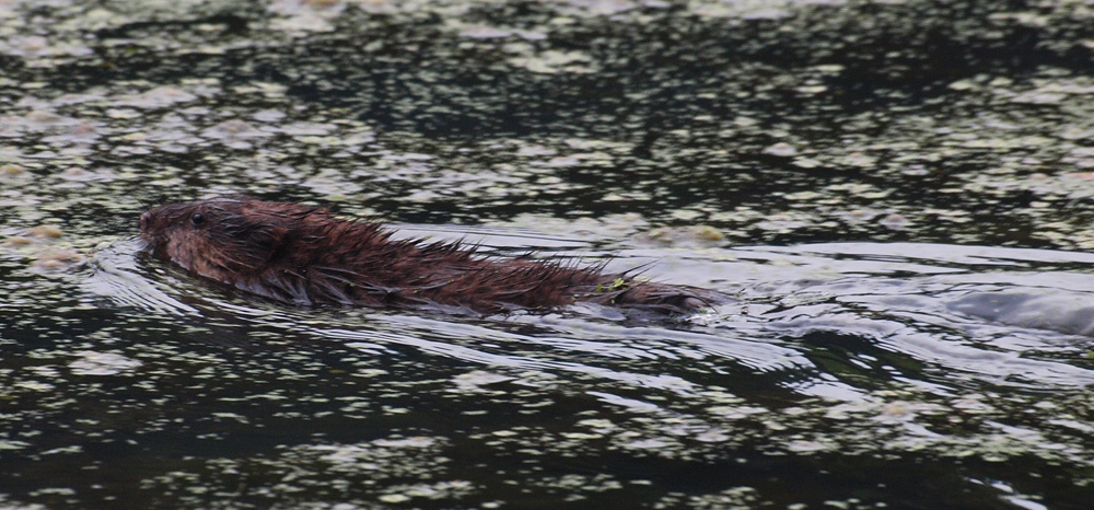 Beaver