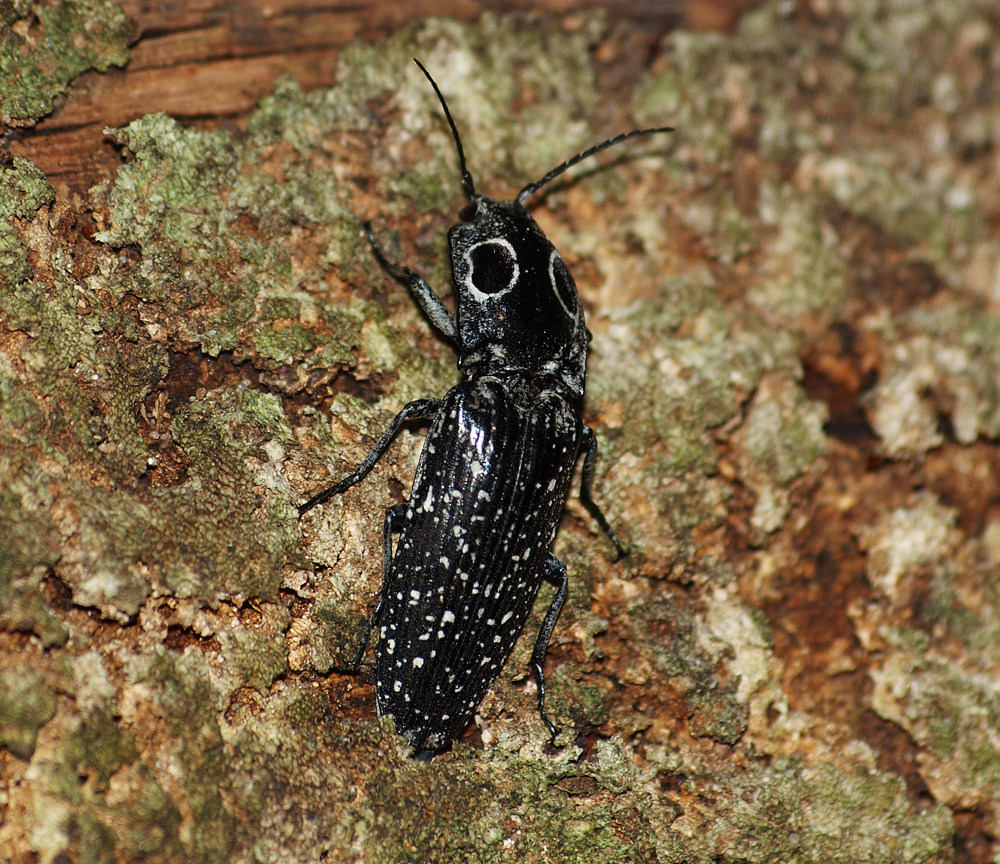 Eastern Eyed Click Beetle