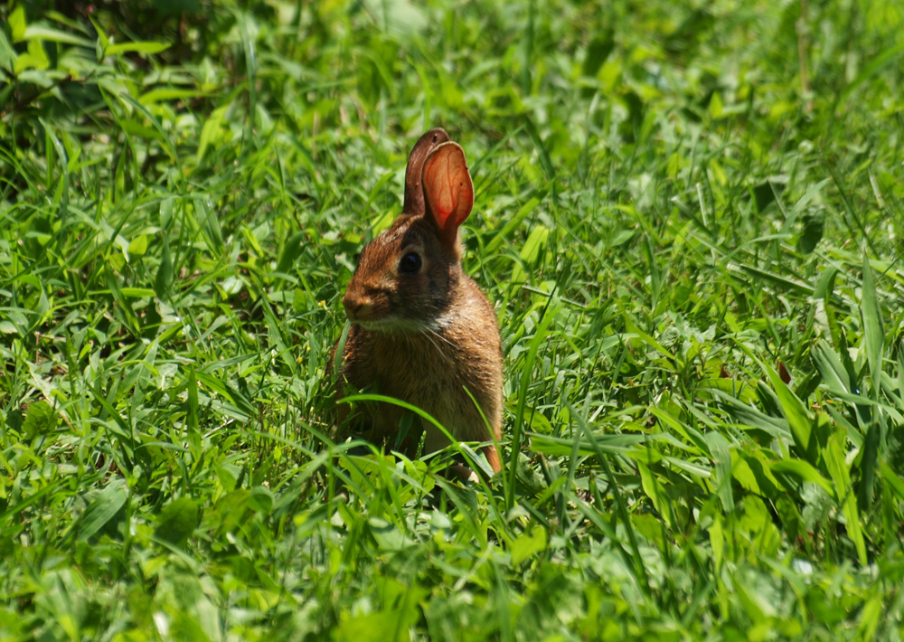 Swamp Rabbit run
