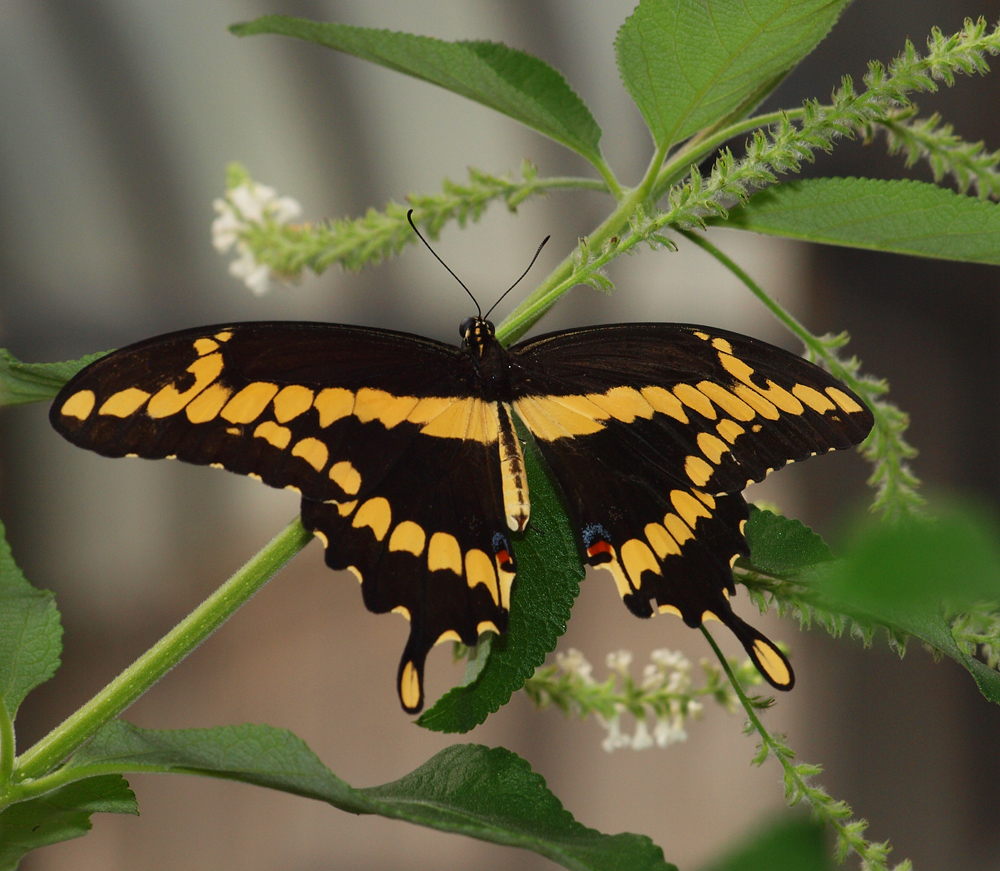 Giant Swallowtail