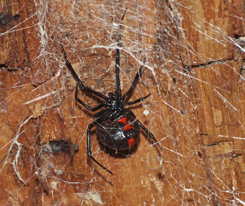 Black Widow