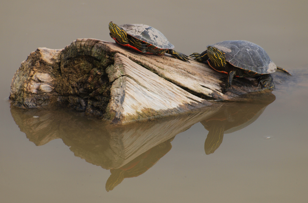 Western Painted Turtle
