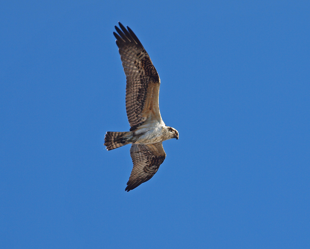 Red Shoulder Hawk