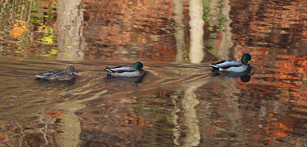 Mallard Ducks