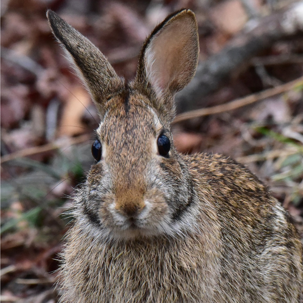 12. Maryland Eastern Cottontail Rabbit