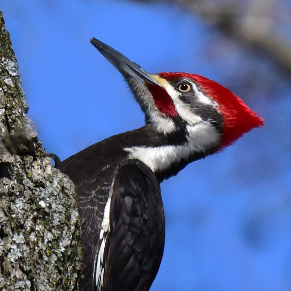 7. Pileated Woodpeckers