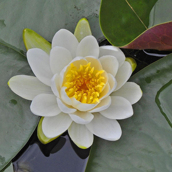 13. The water lily