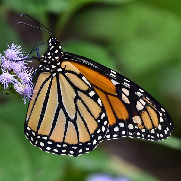 5. Monarch Butterfly