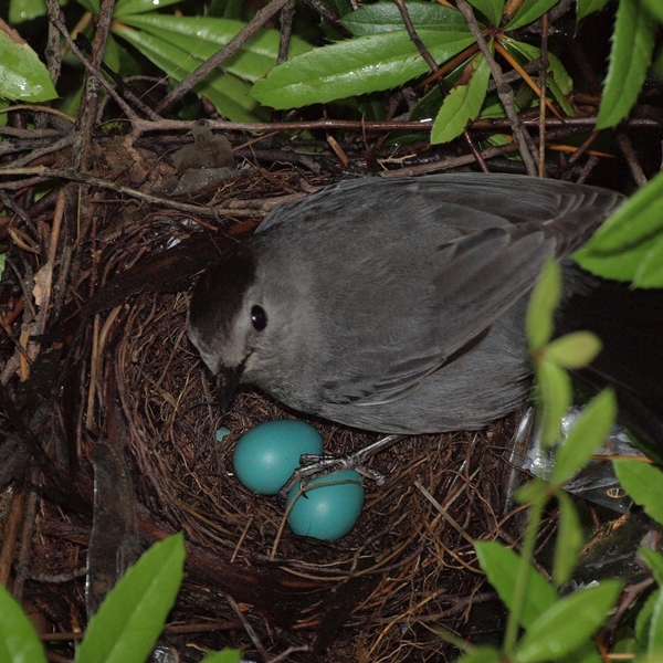 16. Grey Catbird