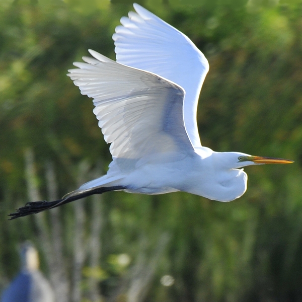 15. The Great Egret