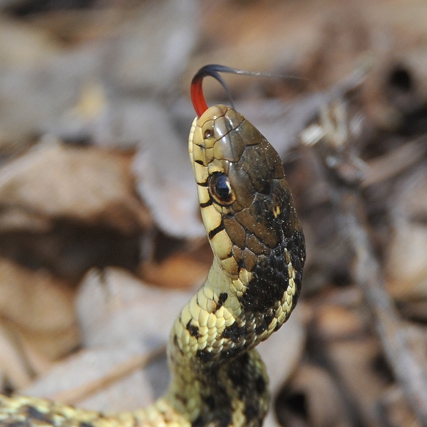 9. The Eastern Garter Snake