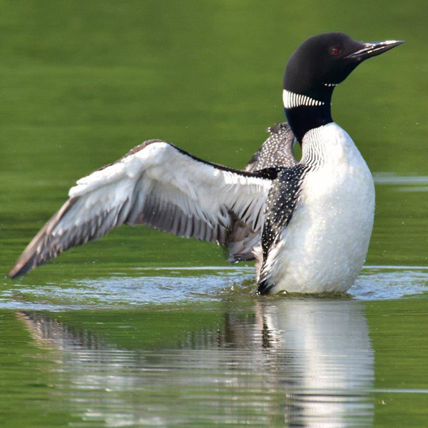 17. Common Loon