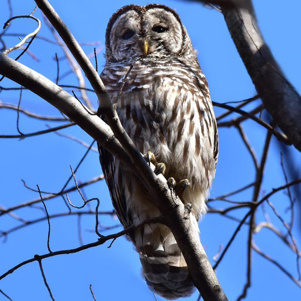 14. The Barred Owl