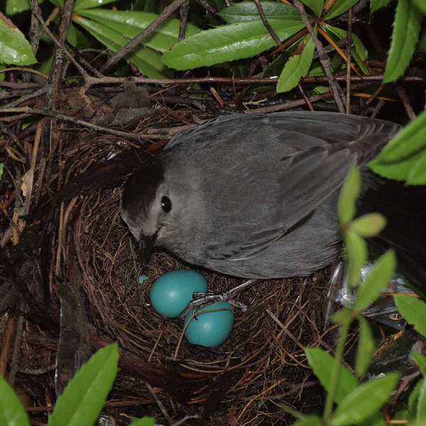 16. Grey Catbird