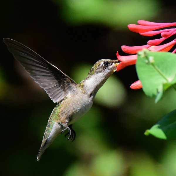 18. Ruby throated Hummingbird