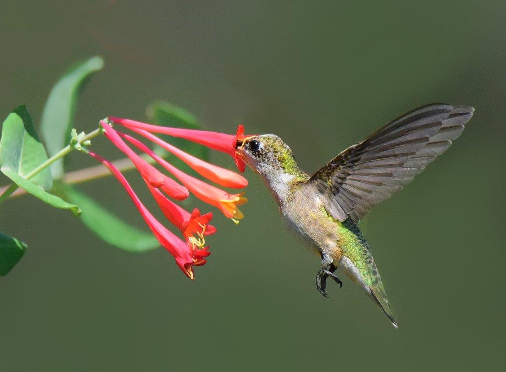 Female Ruby Throated Hummingbird; Panel 4 No 6
