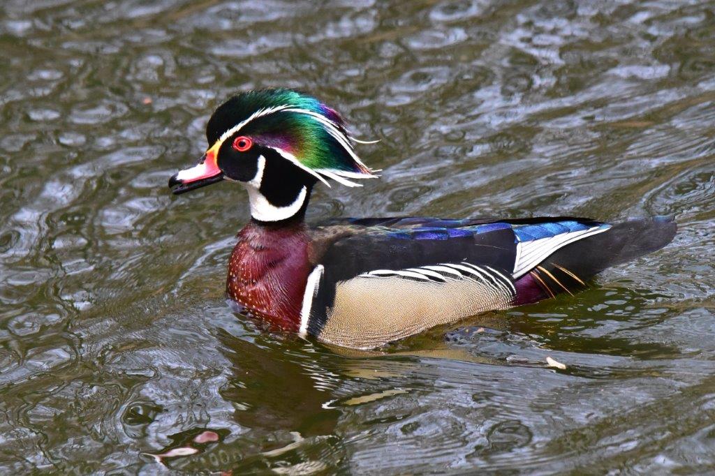 A male Wood Duck; Panel 1 No 11