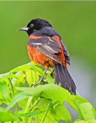 Male Orchard Oriole; panel1 No 3