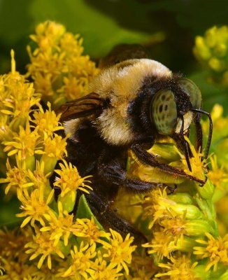 Carpenter Bee; Panel 3 No 11