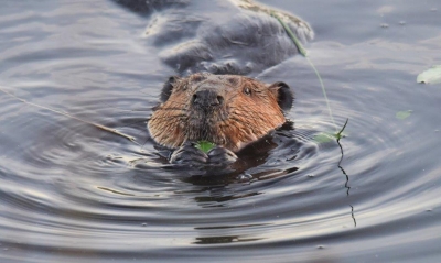 Beaver; Panel 3 No 1