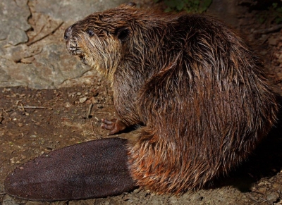 Beaver on the Trail; Panel 3 No 3