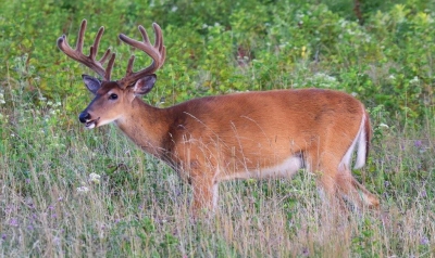 White Tail Stag; Panel 3 No 6