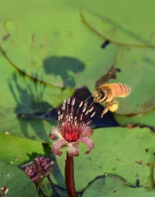 Honey Bee; Panel 3 No 12