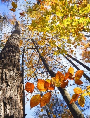 Autumn leaves; Panel 5 No 10