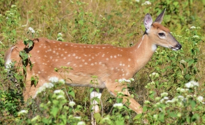 Fawn at South Tract; Panel 3 No 4 
