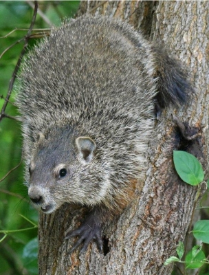 Groundhog; Panel 3 No 2