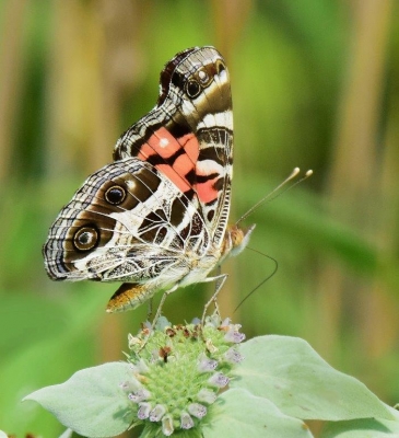 American Painted lady; Panel 2 No 1