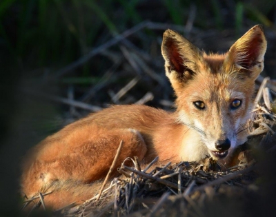 Red Fox; Panel 3 No 7
