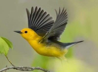 Prothonotary Warbler; Panel 5 No 6